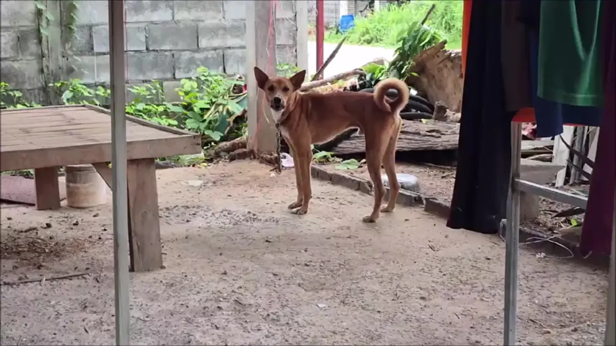 ปศุสัตว์อุดรฯ ลุยช่วยสองหมาถูกล่ามโซ่ 2 ปี ร้องระงมลั่นซอย
