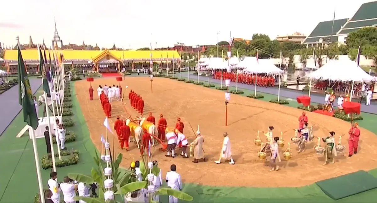 เปิดผลเสี่ยงทาย พระโค พระราชพิธีจรดพระนังคัลแรกนาขวัญ 2569