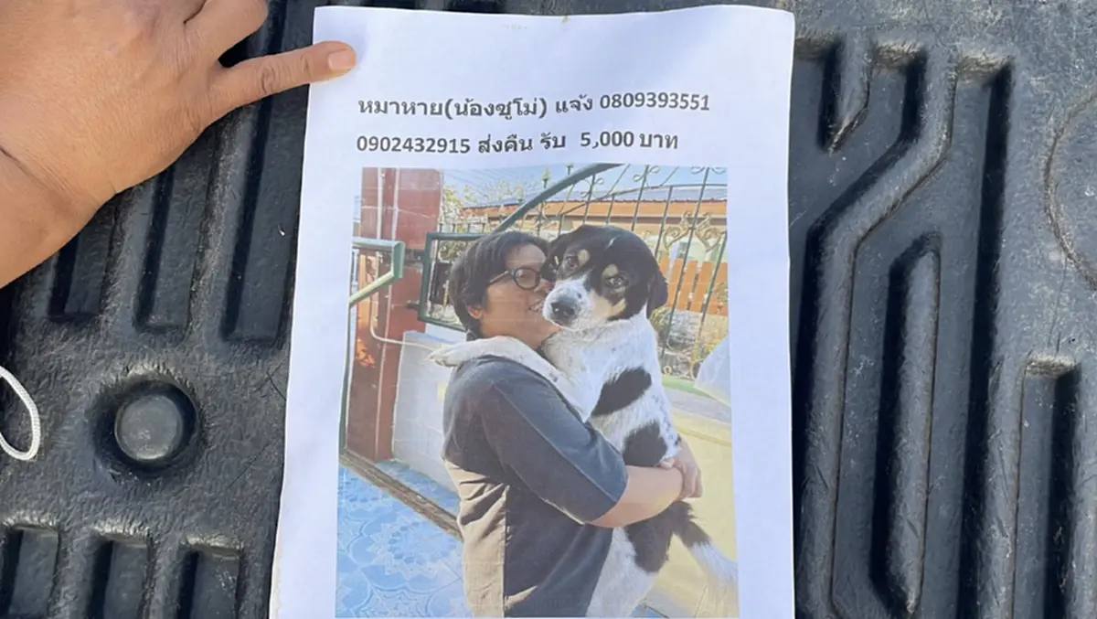 ประกาศตามหา "น้องซูโม่" หมาลายหัวใจตกใจฟ้าร้องวิ่งหาย