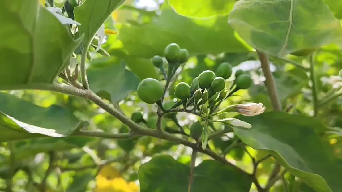มะเขือพวงโคราชราคาพุ่งทะลุร้อยบาททุบสถิติหลังอากาศร้อนจัด