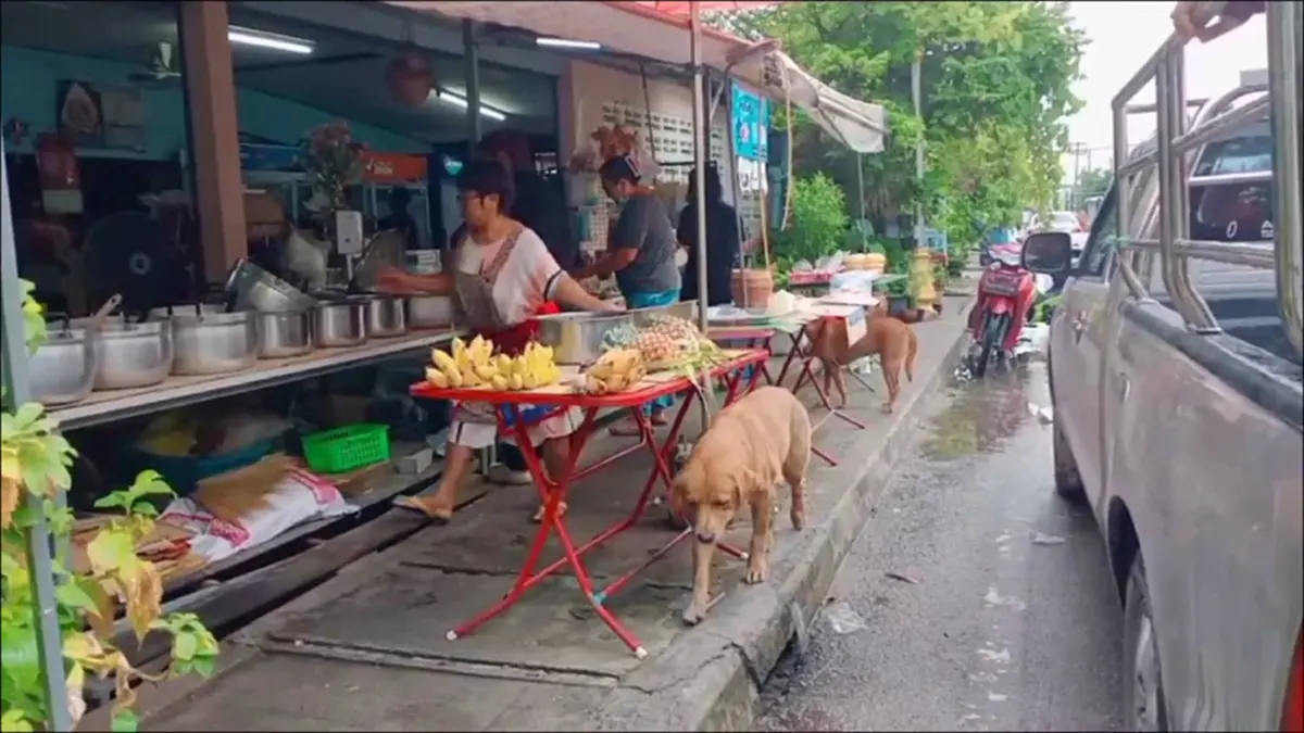 ไม่ได้มาเล่นๆ! เจ้าสิงโตหมาหัวใสอ้อนขอเงินคาบซื้อหมูย่าง