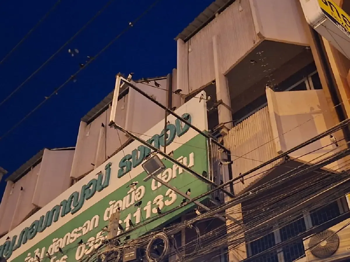 ฝูงนกเอี้ยงยึดอ่างทอง ขี้ตกใส่รถ-ร้านค้า ส่งเสียงเจี๊ยวจ๊าว