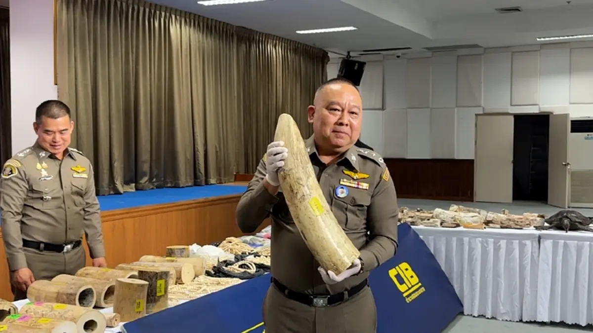 เปิดแผน คชาฆาตปิดปลายงา ทลายตลาดงาช้างใต้ดิน ยึดเกือบ 10 ล้าน