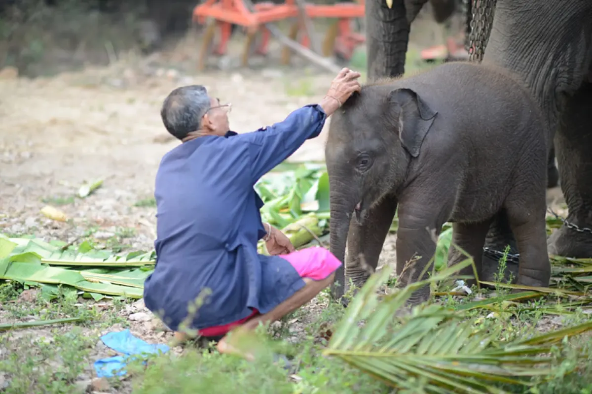 ฟ้าผ่ากลางใจ น้องปลาทู ช้างน้อยชื่อดัง กลับดาวช้างแล้ว