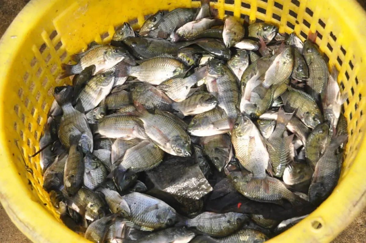 ระดมกว่า 100 ชีวิต ลงคลองล่าปลาหมอคางดำ ชาวบ้านแห่นำกลับทำอาหาร