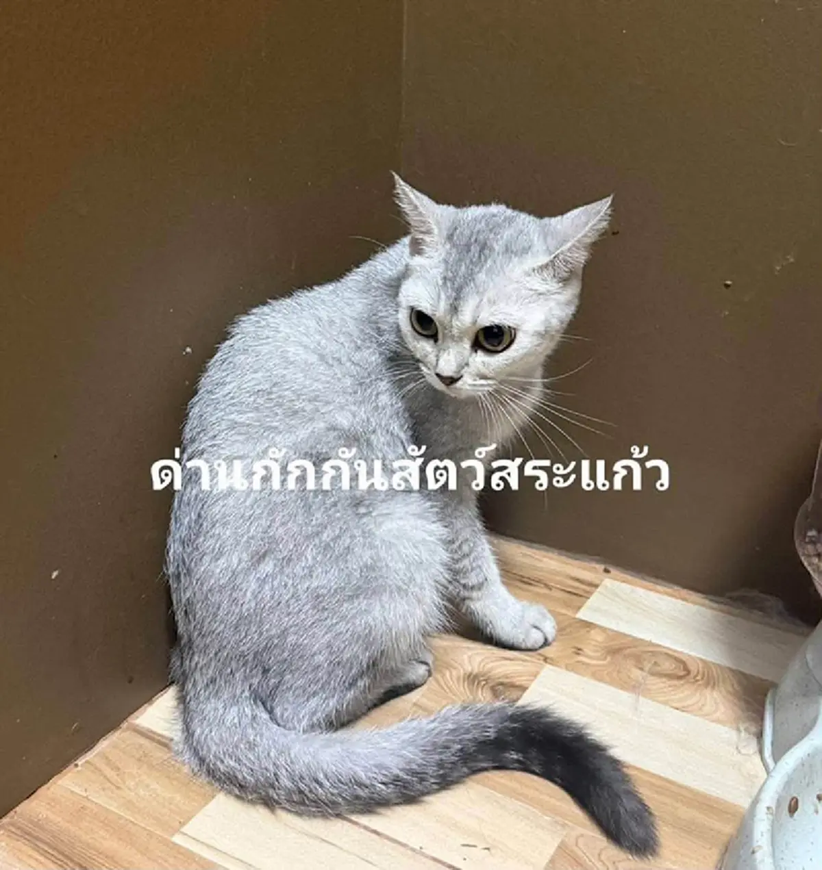 ประมูลแมวสก็อตติช 11 ตัว ชาวเน็ตสงสาร ปนสงสัยเกิดอะไรกับเจ้าของ