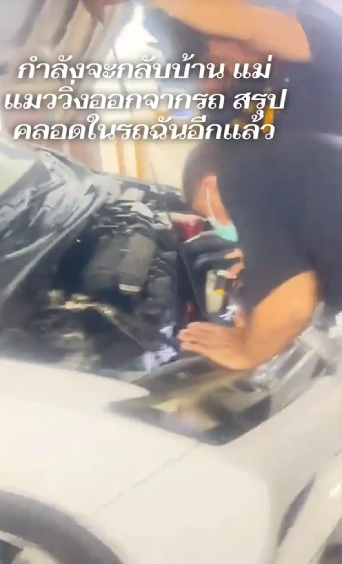 สาวกำลังจะกลับบ้าน เจอแม่แมวมาแอบคลอดลูกในรถ แห่ถามหาเลขทะเบียน