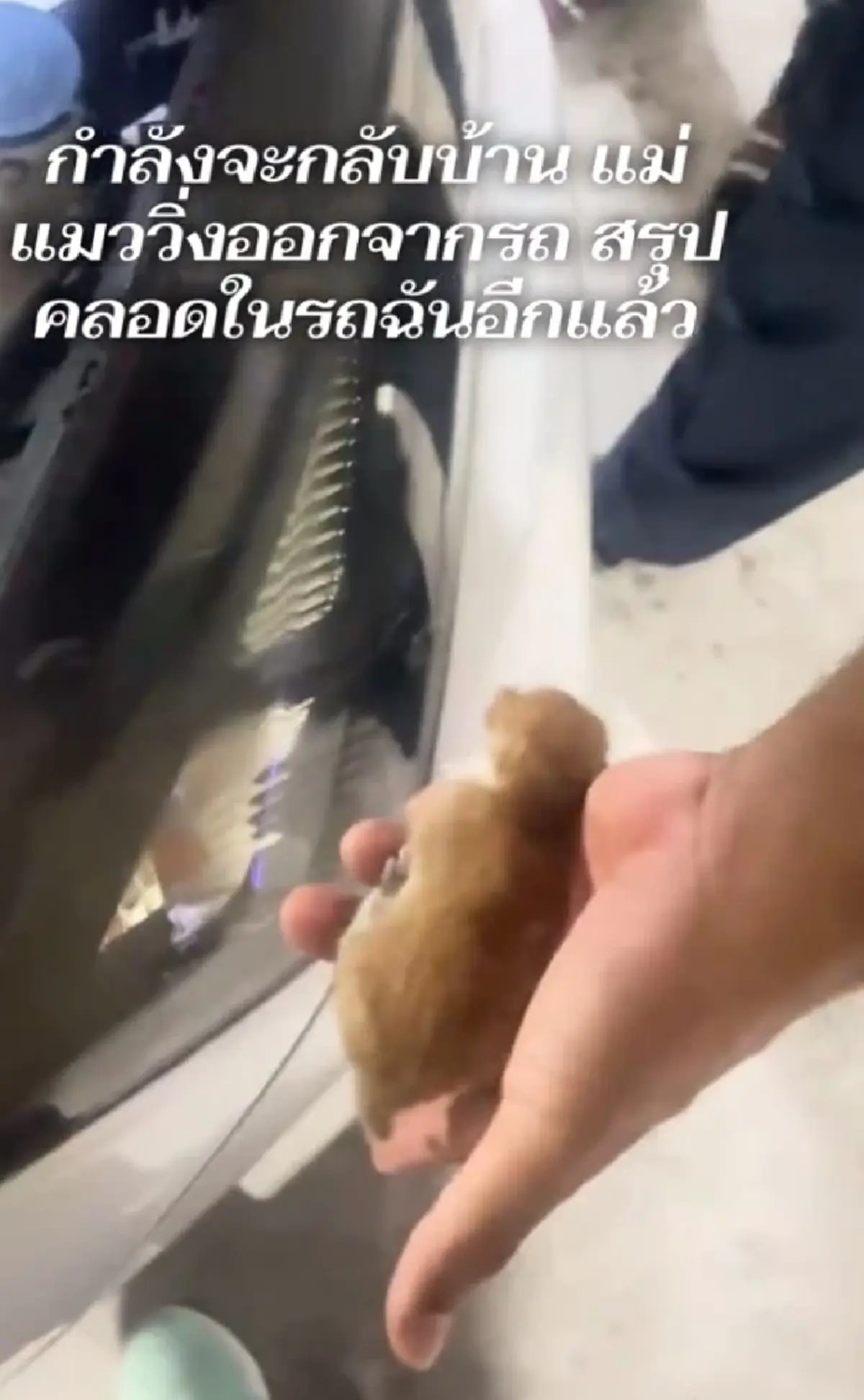 สาวกำลังจะกลับบ้าน เจอแม่แมวมาแอบคลอดลูกในรถ แห่ถามหาเลขทะเบียน
