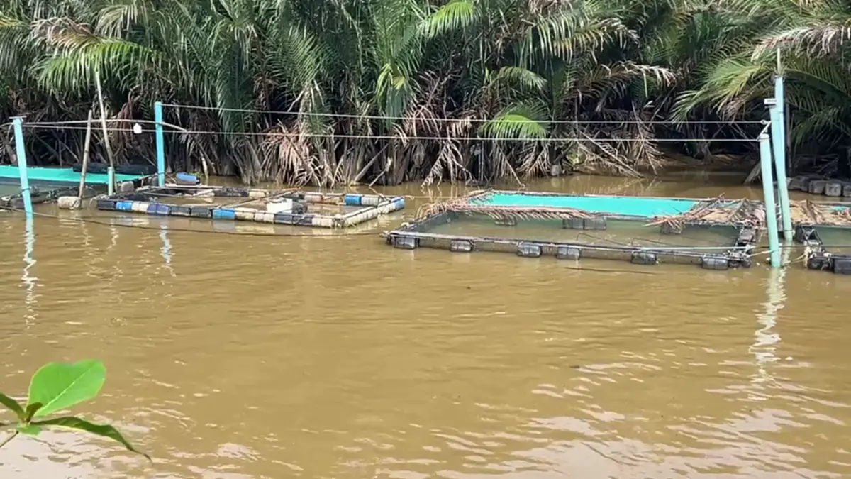 น้ำเสียถล่มกระชังชุมพร ปลากะพงน็อกตายเกลื่อน สูญยับกว่า 7 ล้าน