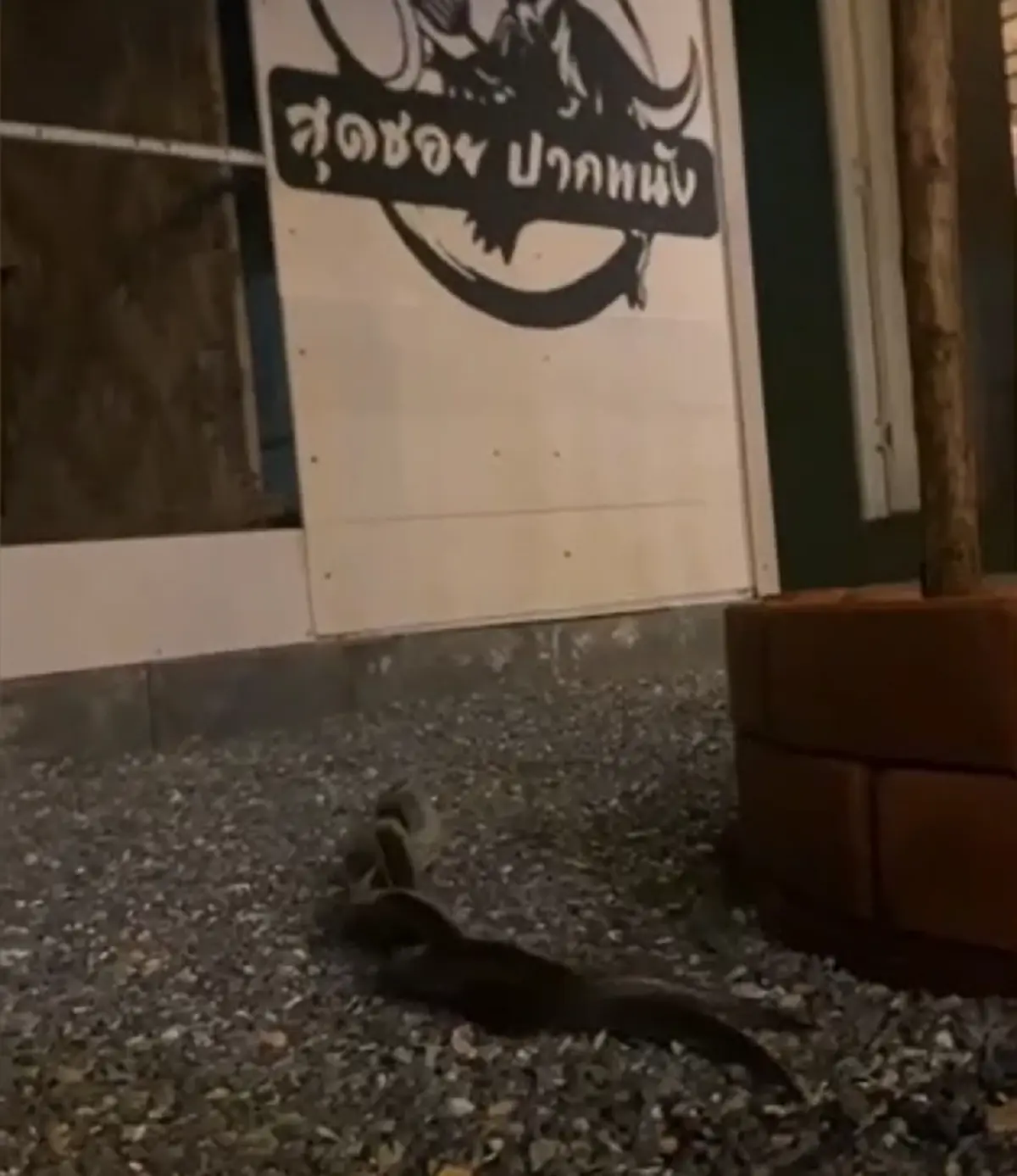 ฮือฮา งูแสงอาทิตย์ พลอดรักกลางร้านอาหาร เจ้าของร้านเชื่อมาให้โชค