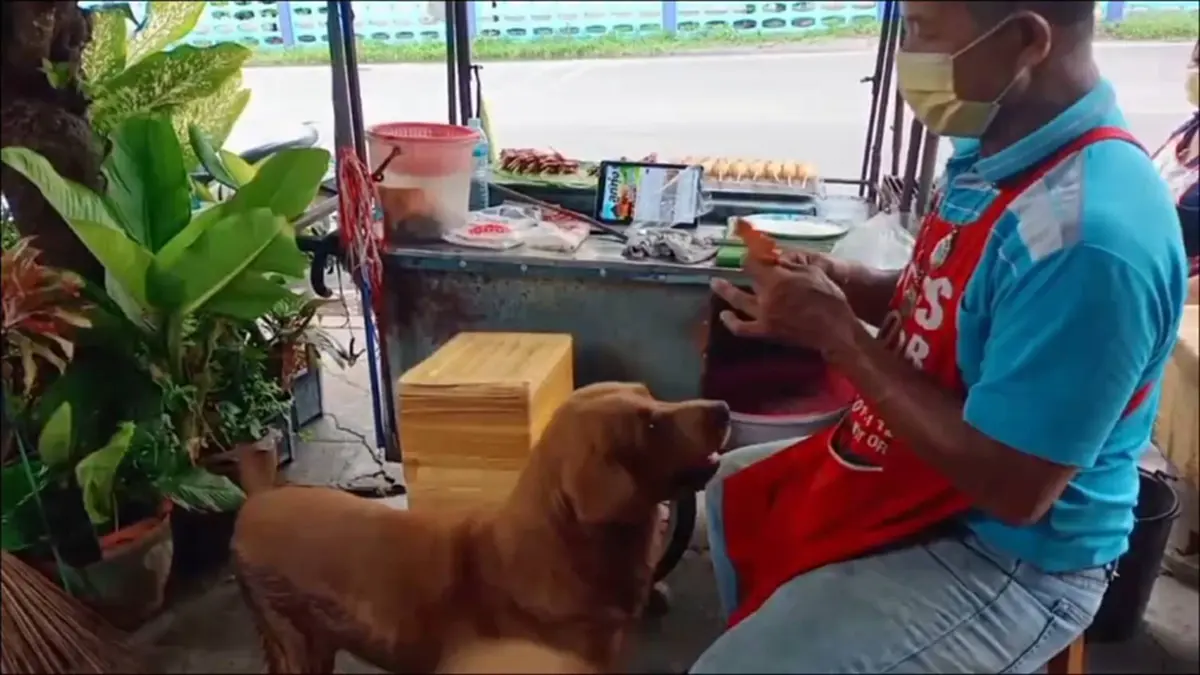 ไม่ได้มาเล่นๆ! เจ้าสิงโตหมาหัวใสอ้อนขอเงินคาบซื้อหมูย่าง
