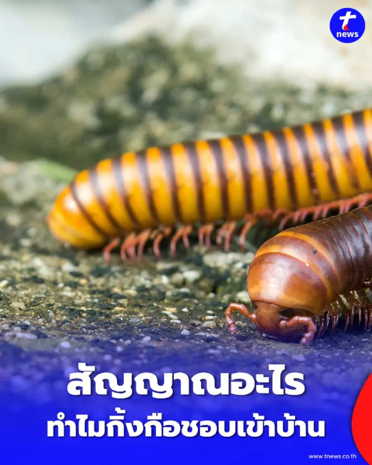 สัญญาณเตือนอะไร ทำไมกิ้งกือชอบเข้าบ้าน พร้อมวิธีรับมือ