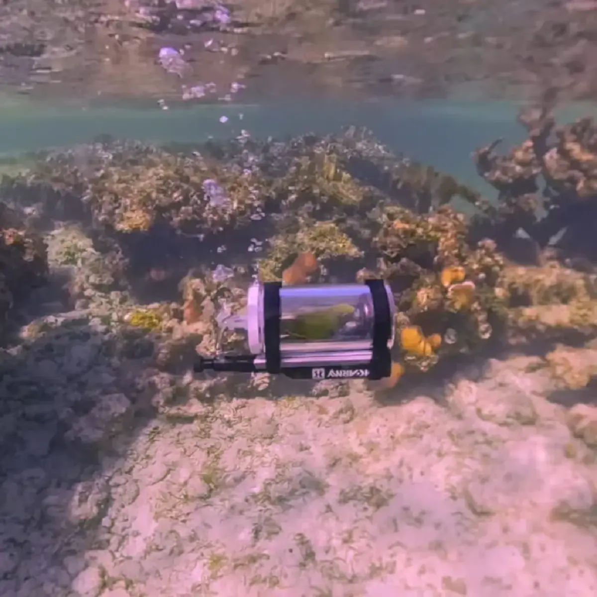 ไวรัลสนั่น หนุ่ม สร้างแคปซูลดำน้ำ พานกแก้วสุดรักชมปะการัง