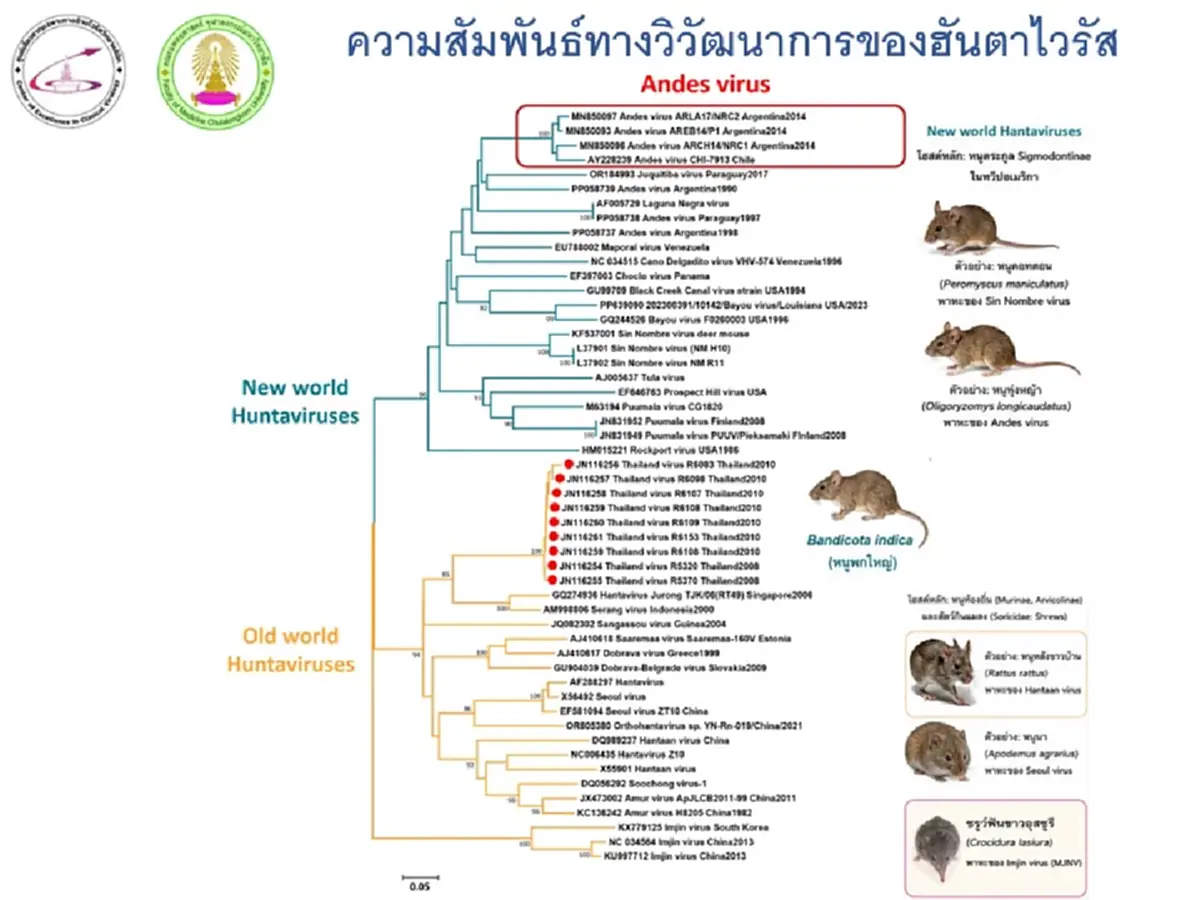 รู้จัก"ไวรัสฮันตา" ระบาดต่างประเทศ หมอยง ตอบชัดไทยเสี่ยงแค่ไหน