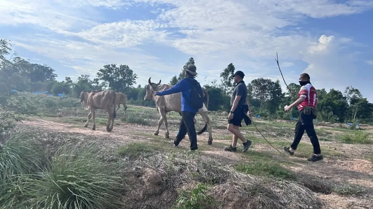 สระแก้วสกัดวัวเถื่อน 46 ตัว ขบวนการทิ้งฝูงหนีเข้าป่าชายแดน