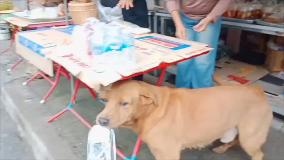 ไม่ได้มาเล่นๆ! เจ้าสิงโตหมาหัวใสอ้อนขอเงินคาบซื้อหมูย่าง
