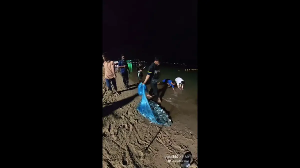 พัทยางง! ปลาหมอคางดำบุกชายหาด หวั่นทำลายสัตว์น้ำท้องถิ่น