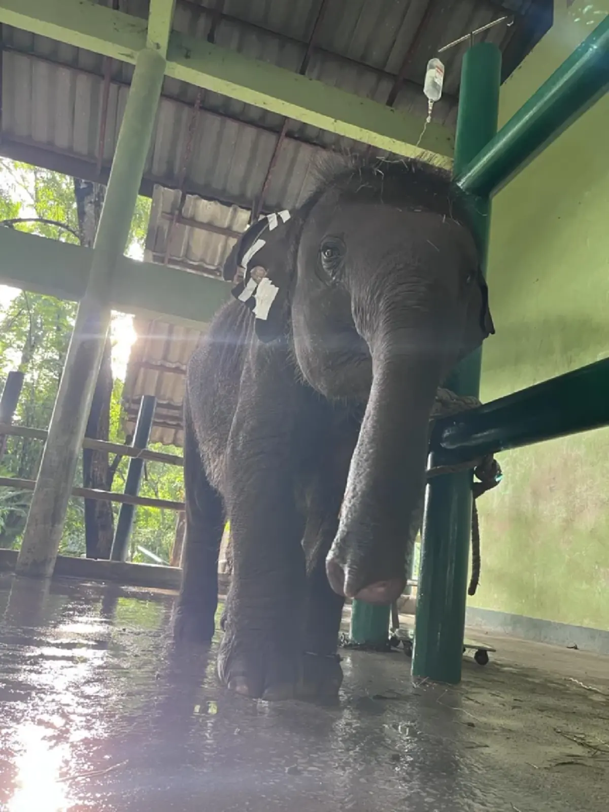 ปวดใจ EEHV ตัวร้าย เล่นงานลูกช้างอีก 2 เชือก อาการยังวิกฤติ