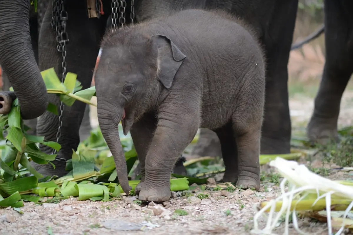 ฟ้าผ่ากลางใจ น้องปลาทู ช้างน้อยชื่อดัง กลับดาวช้างแล้ว