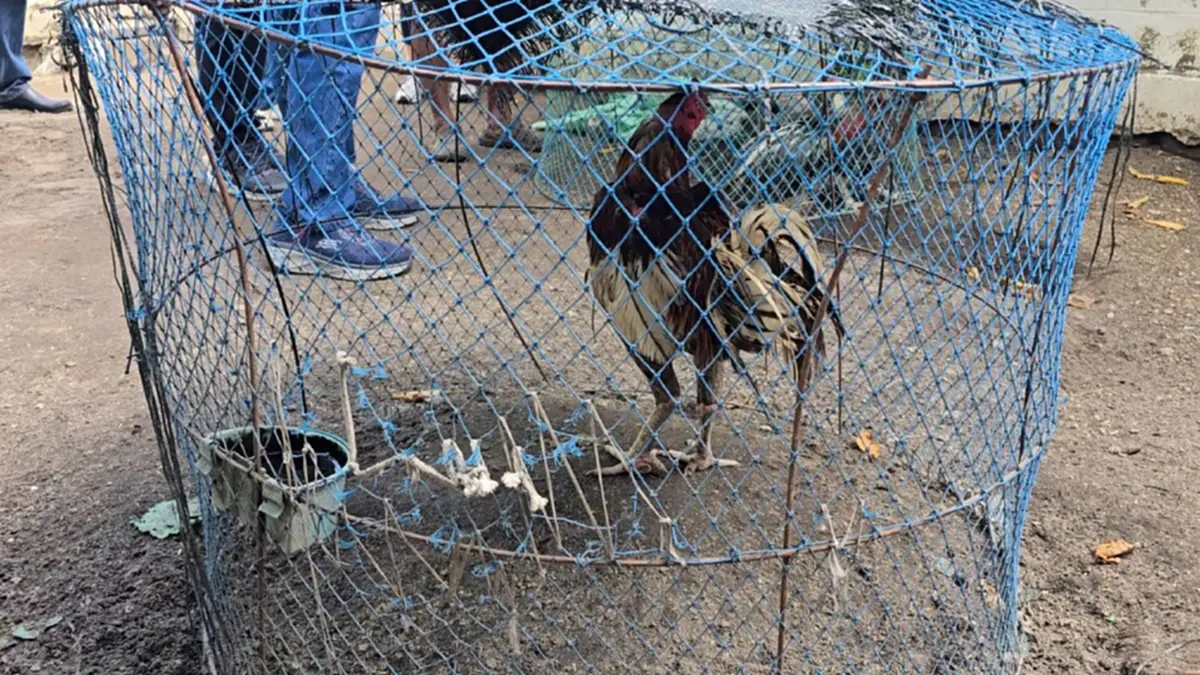 ลุยเคลียร์ปมลุงเลี้ยงไก่ร้อยตัว ส่งกลิ่นหึ่ง ทำเพื่อนบ้านป่วย