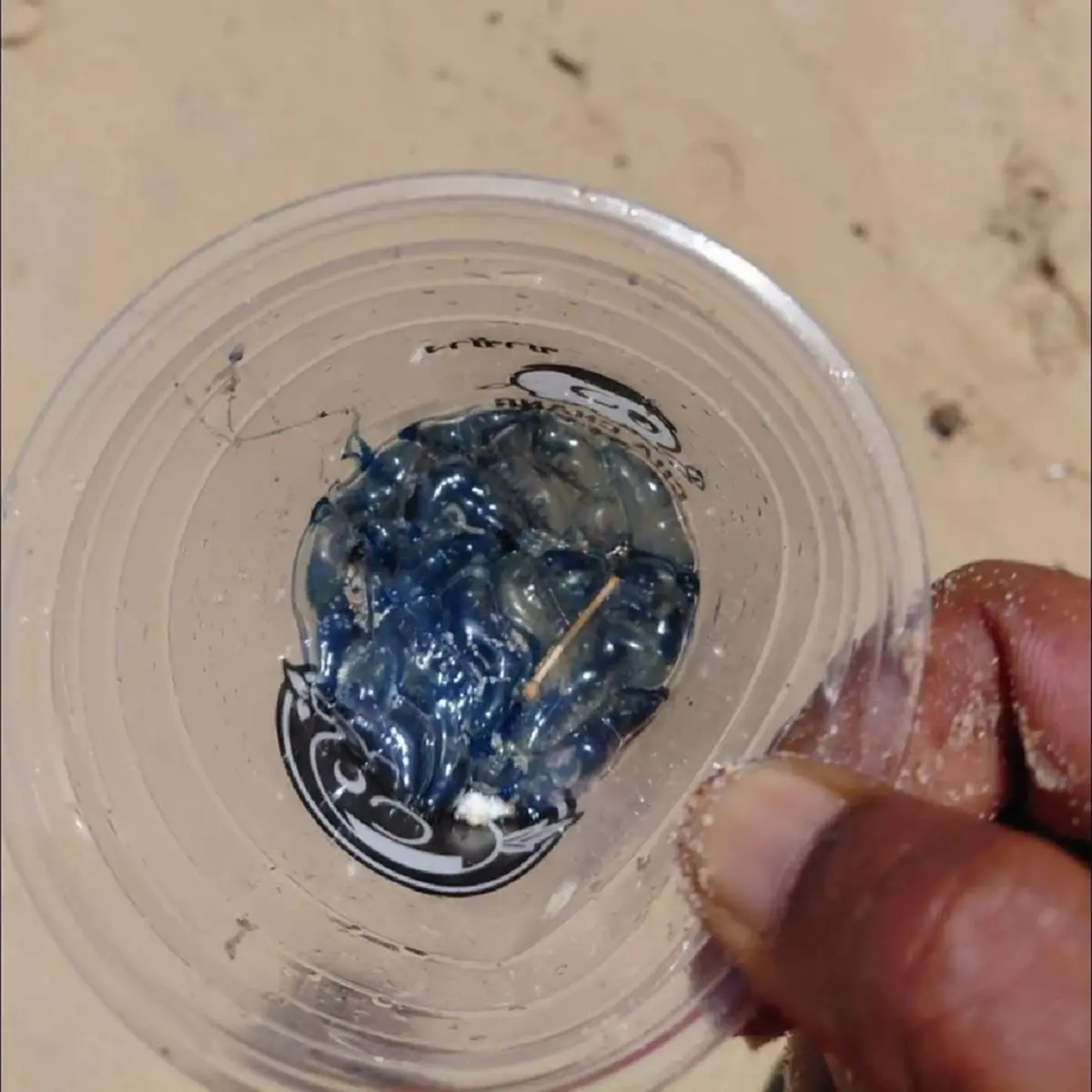 เตือนภัยทะเลภูเก็ต! พบ "แมงกระพรุนหมวกเรือ" เกยหาดกะตะน้อย