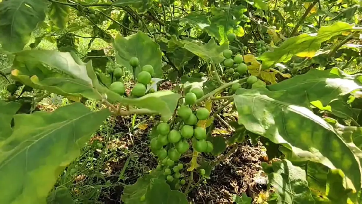 มะเขือพวงโคราชราคาพุ่งทะลุร้อยบาททุบสถิติหลังอากาศร้อนจัด