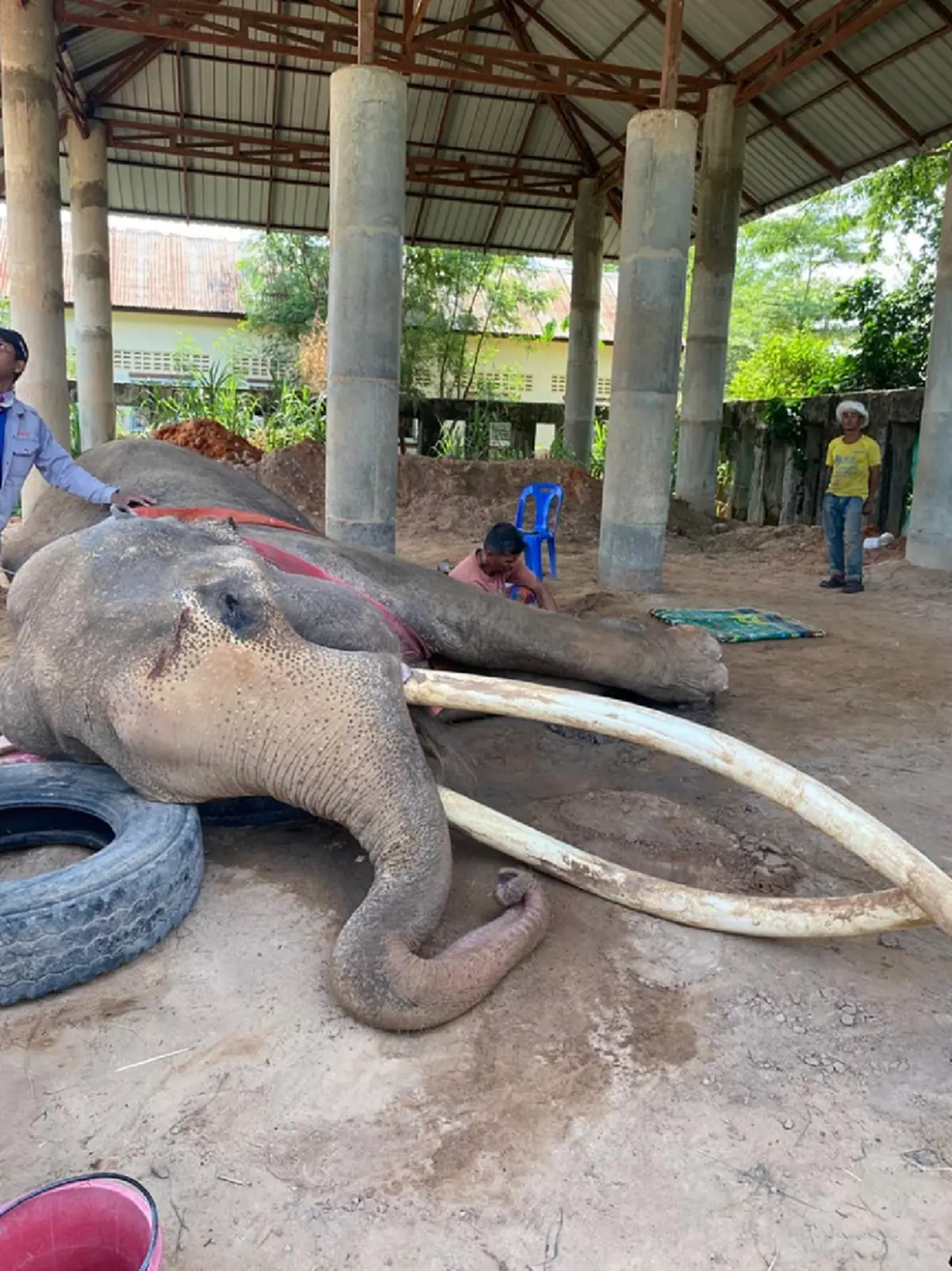 อายุแท้จริง "พลายทองใบ" นักเสี่ยงโชคไม่พลาดส่องเลขวันเกิด