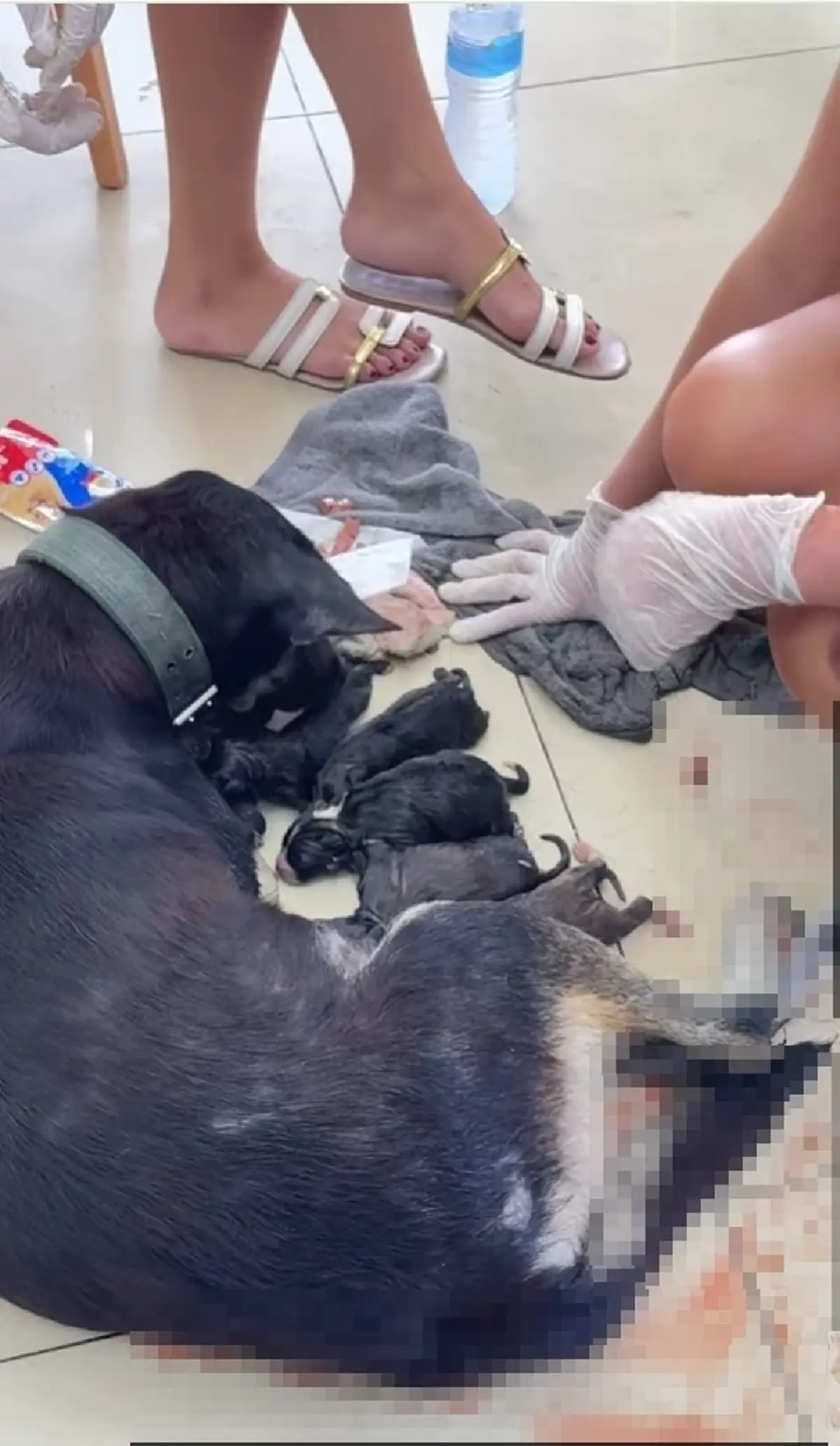 ฮือฮา "หมาดำ" คลอดลูกกลาง 7-11 ชาวเน็ตโฟกัสตัวเลขทันที
