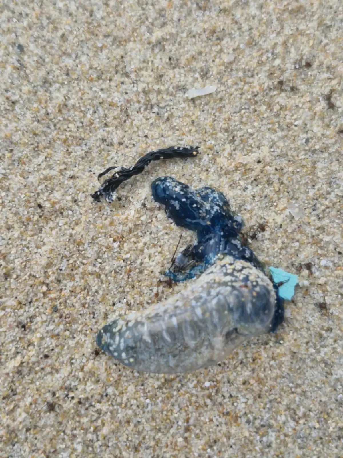 เตือนภัยทะเลภูเก็ต! พบ "แมงกระพรุนหมวกเรือ" เกยหาดกะตะน้อย