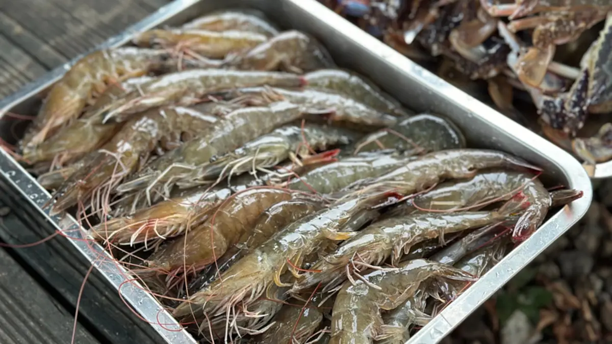 3 ส่วนของกุ้งที่ผู้เชี่ยวชาญแนะ “ไม่ควรกิน” เสี่ยงสะสมเชื้อโรค
