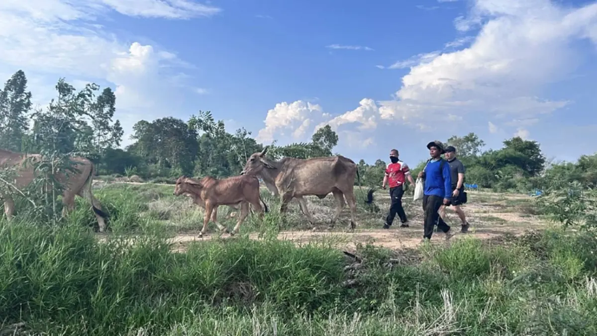 สระแก้วสกัดวัวเถื่อน 46 ตัว ขบวนการทิ้งฝูงหนีเข้าป่าชายแดน