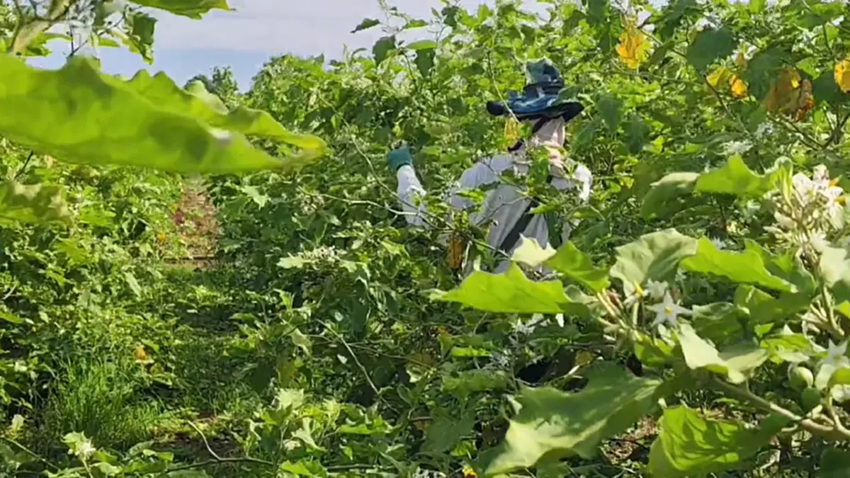 มะเขือพวงโคราชราคาพุ่งทะลุร้อยบาททุบสถิติหลังอากาศร้อนจัด