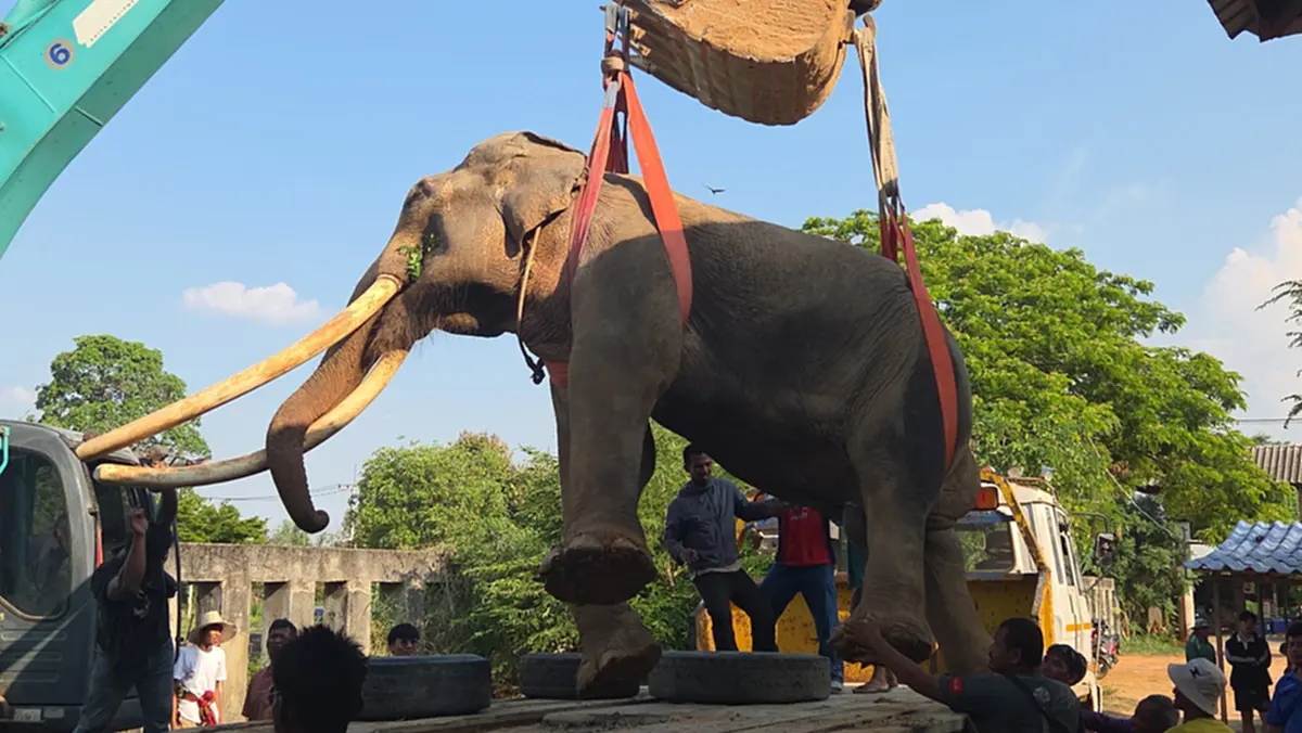 ถอดงา พลายทองใบ งาช้างที่สวยที่สุดในไทย จากนี้ไปไหนต่อ