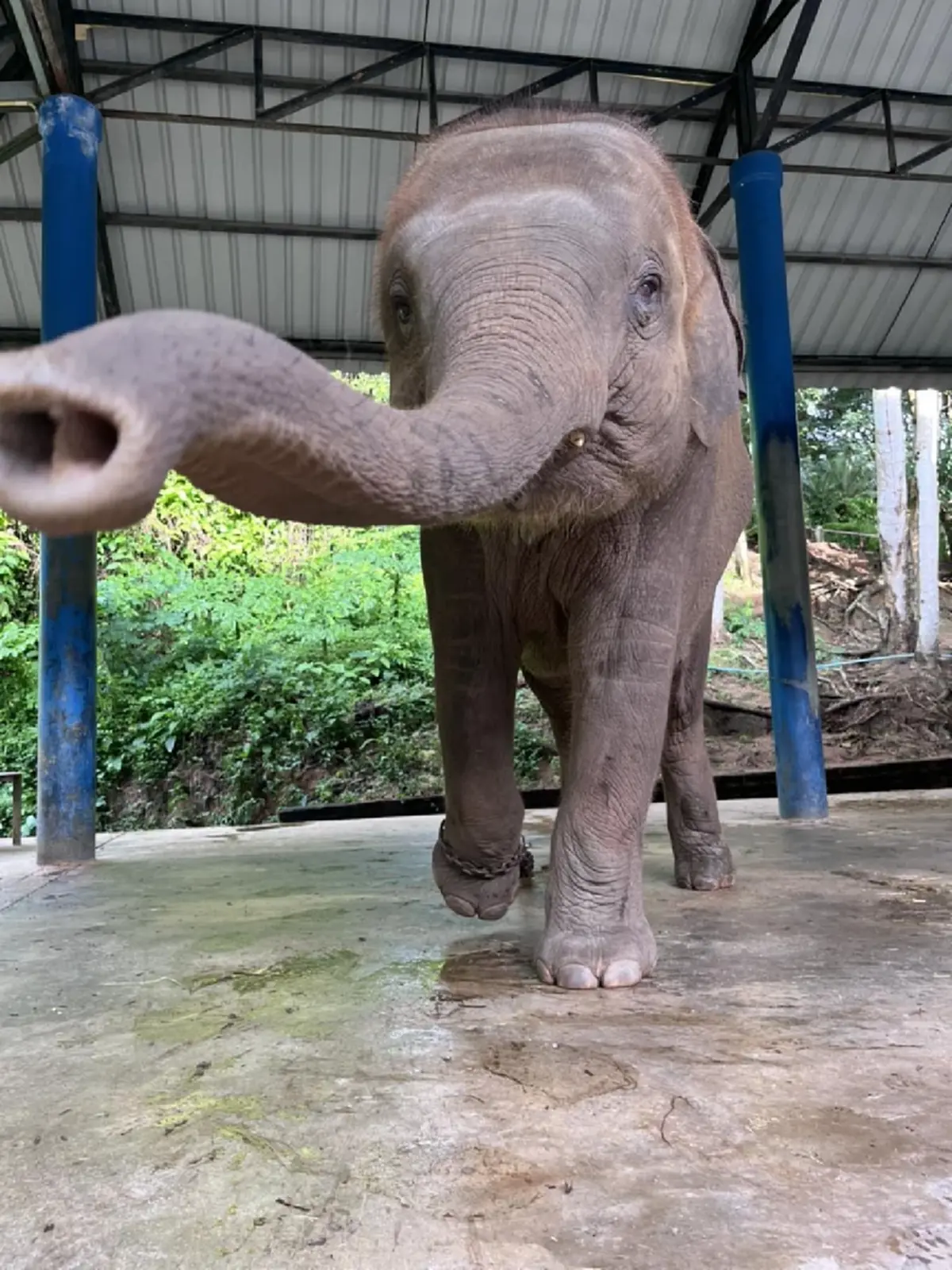 ปวดใจ EEHV ตัวร้าย เล่นงานลูกช้างอีก 2 เชือก อาการยังวิกฤติ