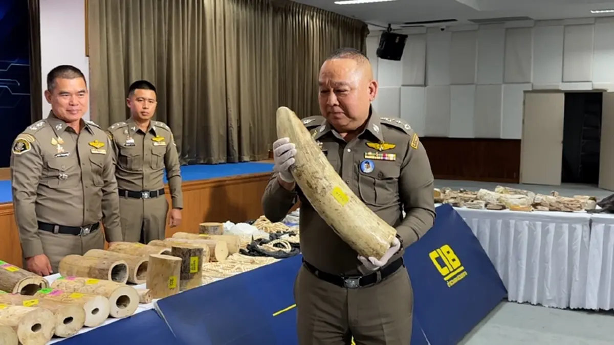 เปิดแผน คชาฆาตปิดปลายงา ทลายตลาดงาช้างใต้ดิน ยึดเกือบ 10 ล้าน