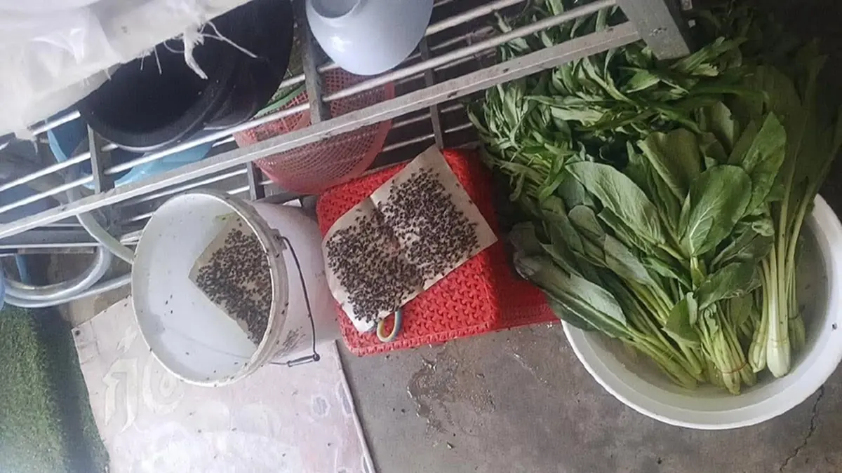 ชาวสะพานหิน-บ่อแร่ สุดทน! แมลงวันบุกทั่วชุมชน ตอมบ้าน-ร้านอาหาร