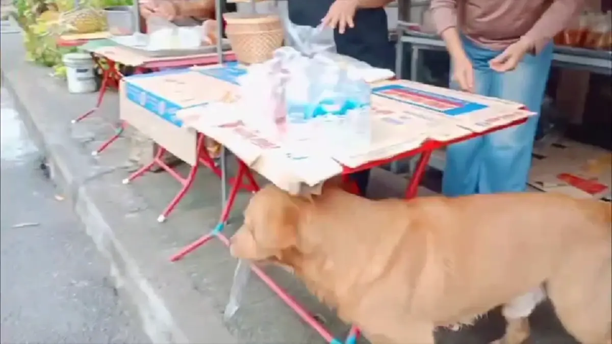 ไม่ได้มาเล่นๆ! เจ้าสิงโตหมาหัวใสอ้อนขอเงินคาบซื้อหมูย่าง