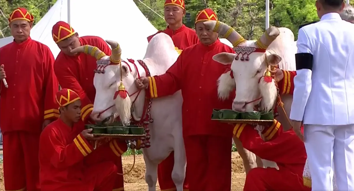 เปิดผลเสี่ยงทาย พระโค พระราชพิธีจรดพระนังคัลแรกนาขวัญ 2569