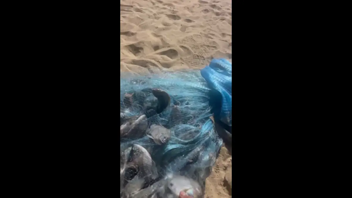ประมงบางละมุงตรวจปลาหมอคางดำพัทยา ย้ำเจอให้ทำลายทันที