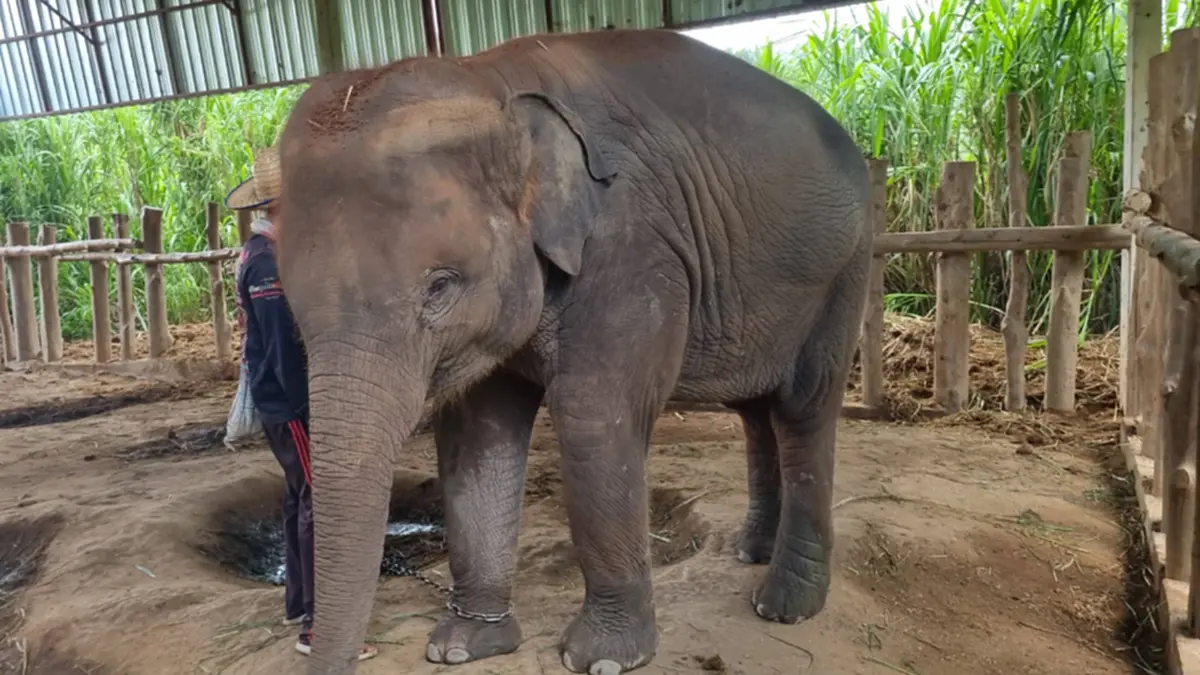 ปวดใจ EEHV ตัวร้าย เล่นงานลูกช้างอีก 2 เชือก อาการยังวิกฤติ