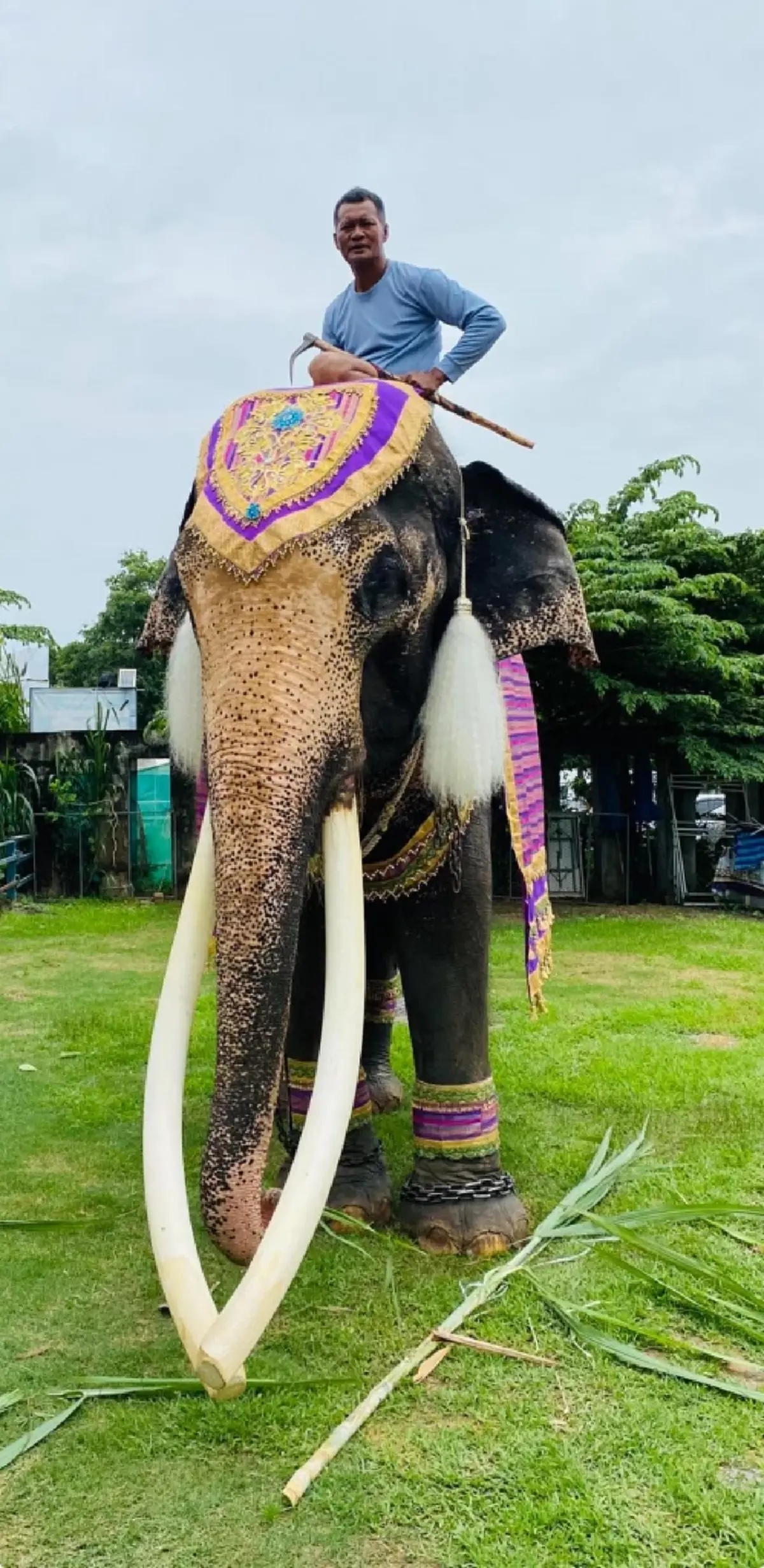 พลายทองใบ ล้มลงอย่างสงบ ปิดตำนาน ช้างงาสวยและยาวสุดในไทย