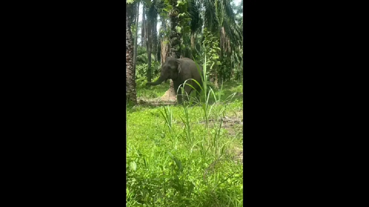 ชายวัย 49 ย่องเก็บมูลช้างทำปุ๋ย ทำช้างตื่นตกใจ ทำร้ายจนเสียชีวิต