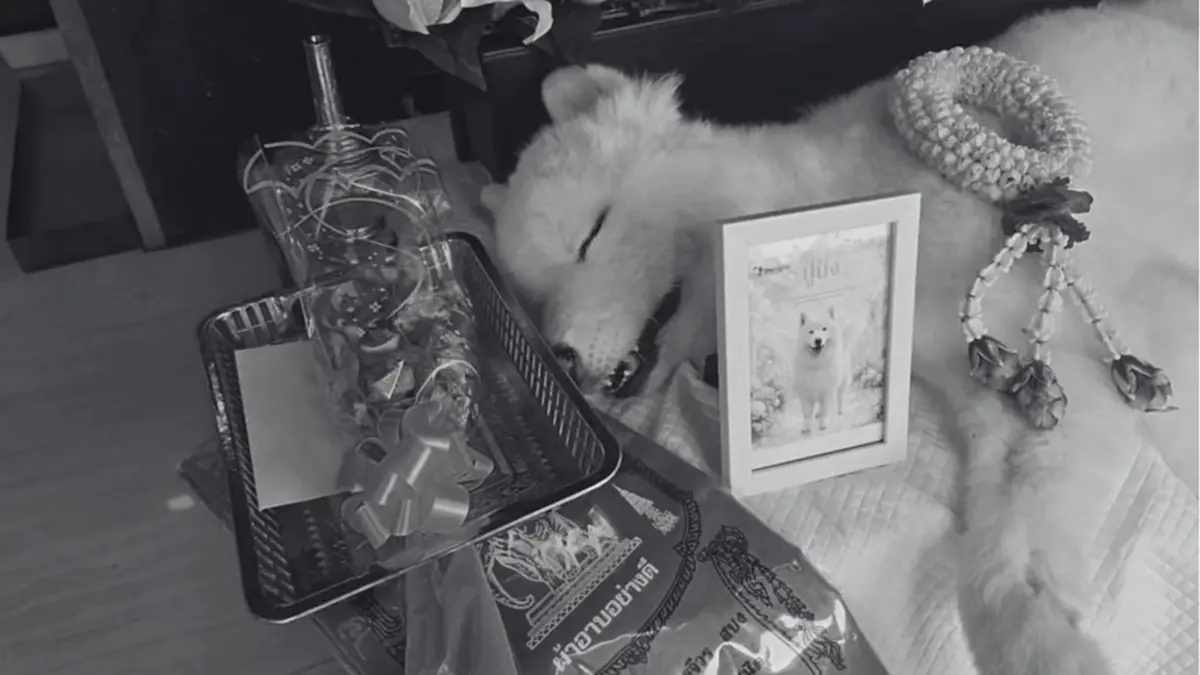 บุ๋ม ปนัดดา เศร้าส่งน้องปูนึ่งกลับดาวหมา เสียใจติดงานชายแดน