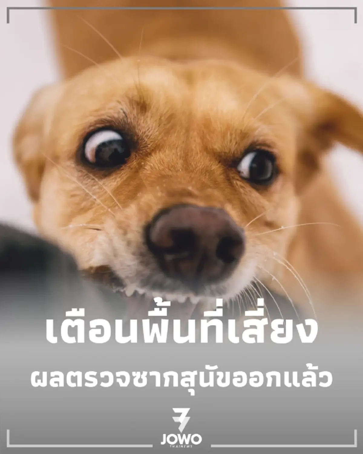 เตือนพื้นที่เสี่ยง ผลตรวจซากยืนยัน พิษสุนัขบ้า สธ. สั่งคุมเข้มด่วน