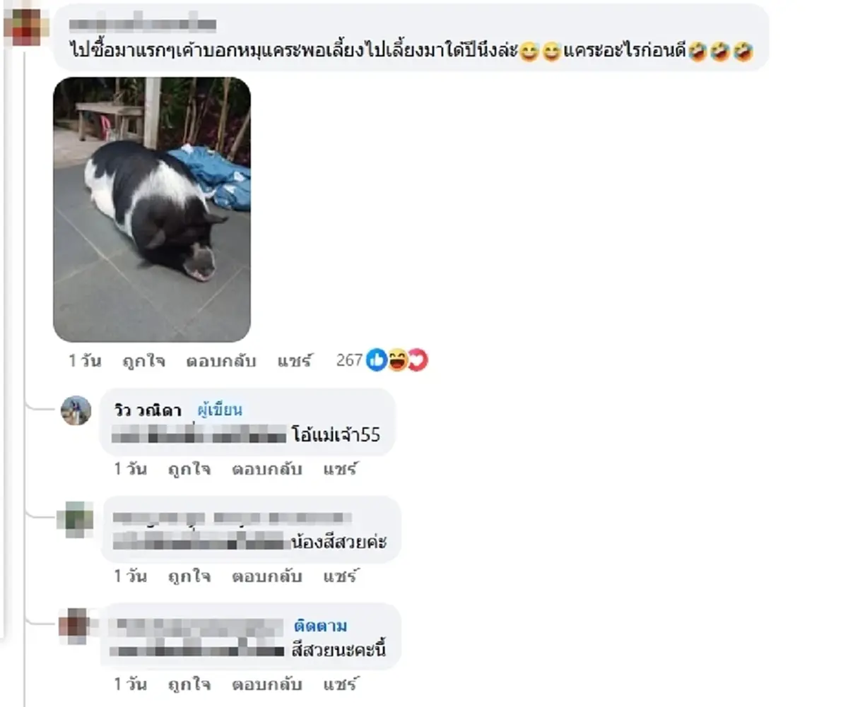 สาวตักไข่ ได้ หมูแคระ สงสัยจะตัวเล็กจริงไหม ชาวเน็ตแห่เฉลยพีกมาก
