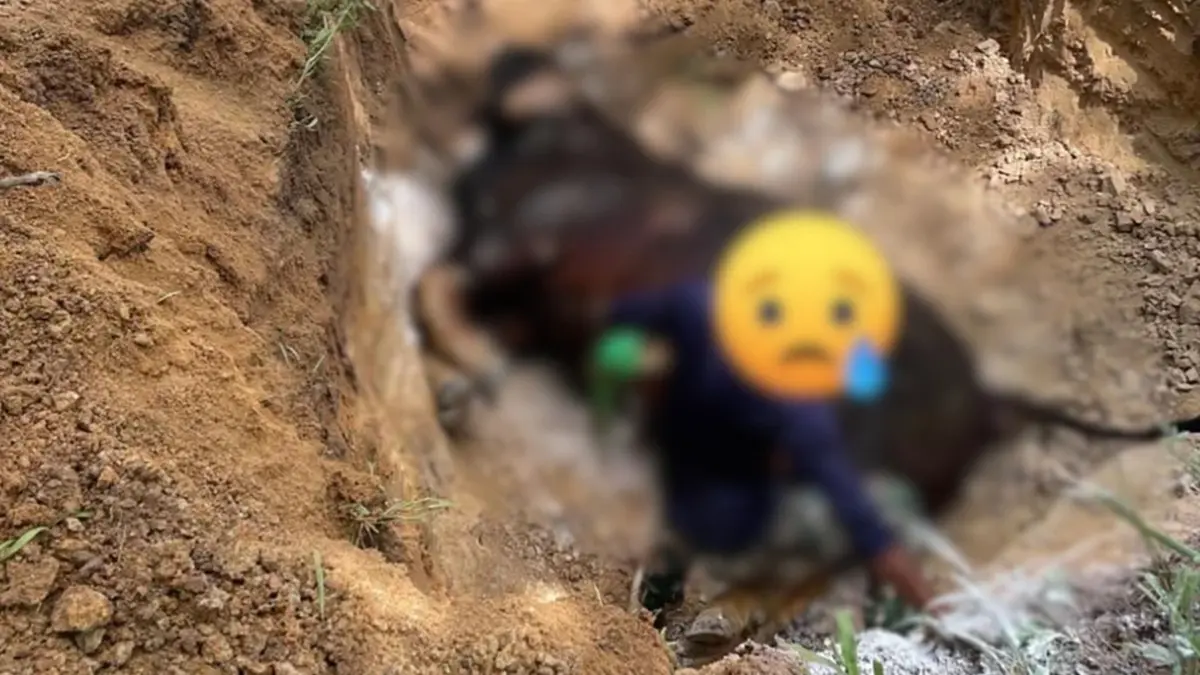 สังเวยอีก 1 ชีวิต กระบะคอกชนกระทิงป่าเพศเมียทับลานดับคาที่