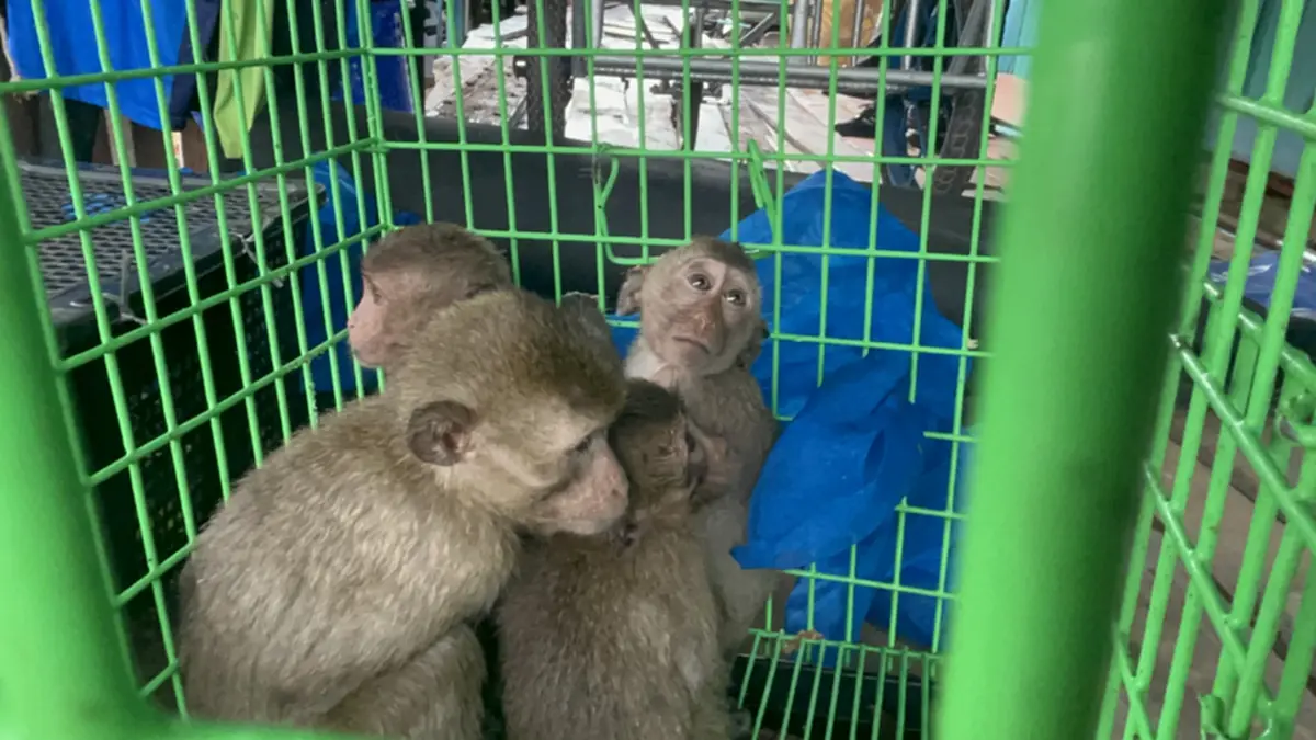ศรชล.ตราด บุกค้นบ้านริมน้ำ ยึดลิงแสม 6 ตัวเตรียมส่งเขมร