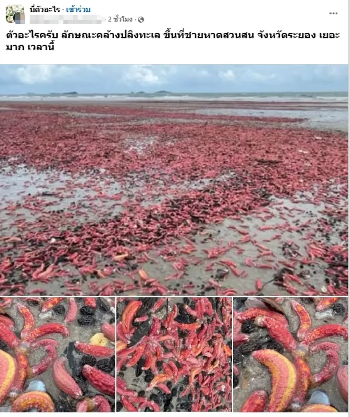 รู้แล้ว ตัวปริศนาสีชมพู เกยตื้นเกลื่อนหาดระยอง ที่แท้คืออะไร
