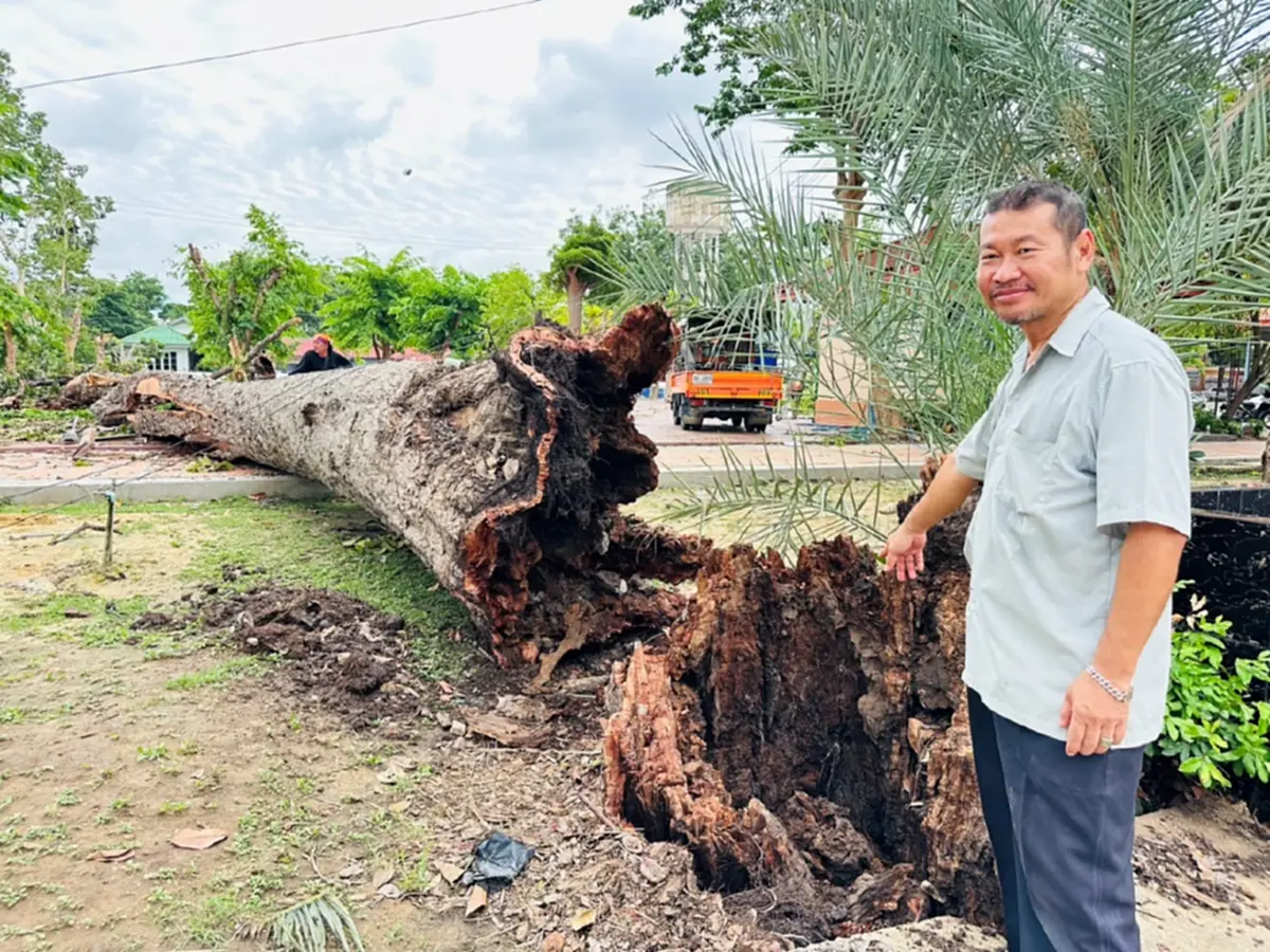เชื่อบารมีหลวงปู่เทียม! พายุซัดยางนา 120 ปีโค่นเฉียดอุโบสถเก่า