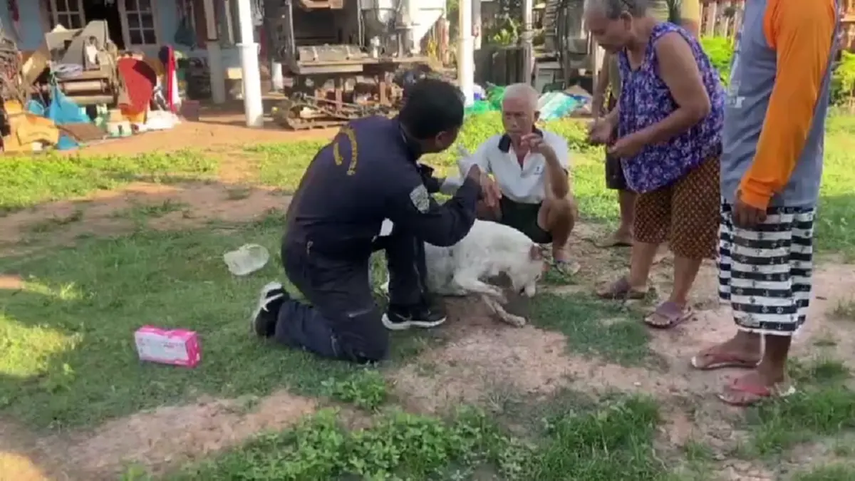 กู้ชีพสุรินทร์ช่วยสุนัขกระดูกไก่ติดเพดานปาก ดิ้นตะเกียกตะกาย